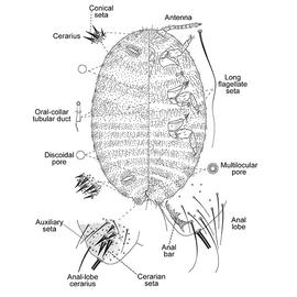   Formicococcus njalensis  
 Illustration by Ezzat amp; McConnell 